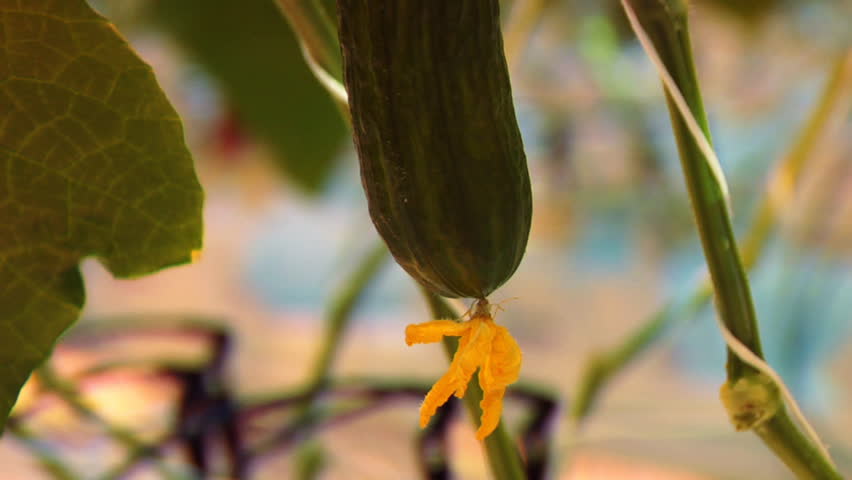 Hothouse cucumbers 