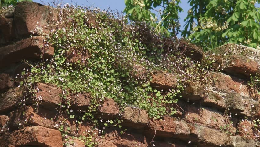 flowers Ivy-leaved Toadflax (Cymbalaria muralis) grow between bricks in 14th century city wall of Zutphen, the Netherlands