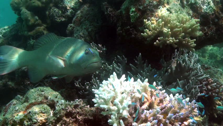 A beautiful coral trout on the Australian great barrier reef.