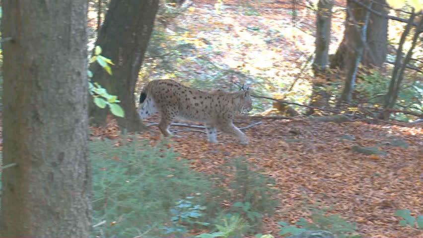 lynx