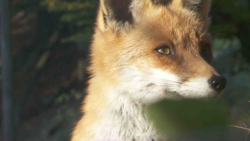 fox