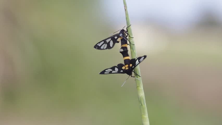 Two clear wing moths are mating in the grassland