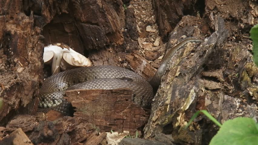 European grass snake or ringed snake (natrix natrix) in tree trunk, little movement. Natural habitat. Close up.