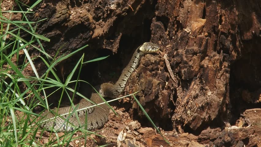 European grass snake or ringed snake (natrix natrix) in tree trunk, moves outwards from hibernate area. Natural habitat. Wide shot.