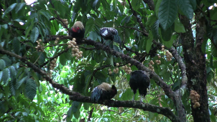 Roosters sit on branches of lamyai or longan fruit trees in an orchard in Chantaburi, Thailand.