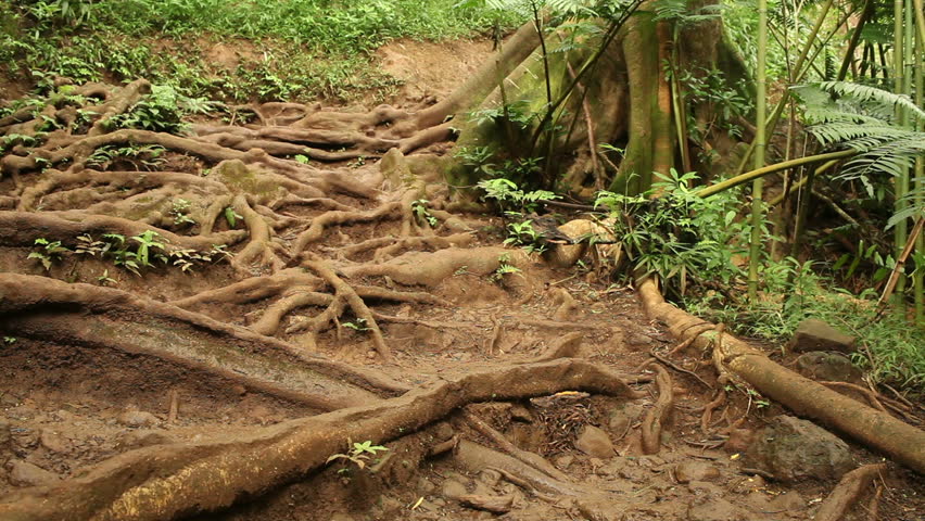 Roots Hiking Trail, Crane/Dolly Shot