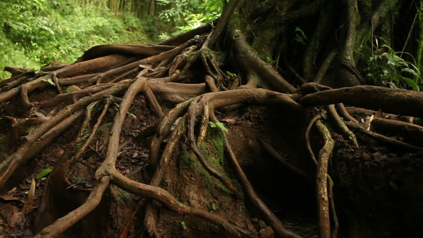 Roots Hiking Trail, Crane/Dolly Shot