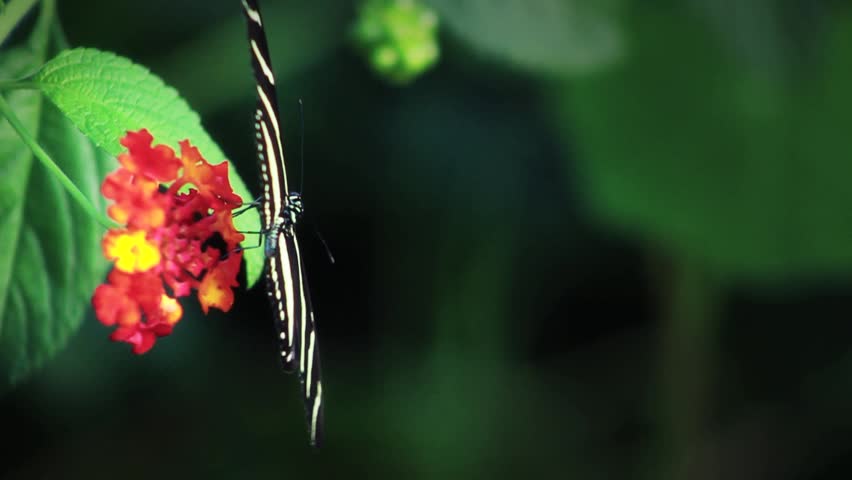 Black & White Butterfly Takeoff - 50 Frames Per Second Slow Motion