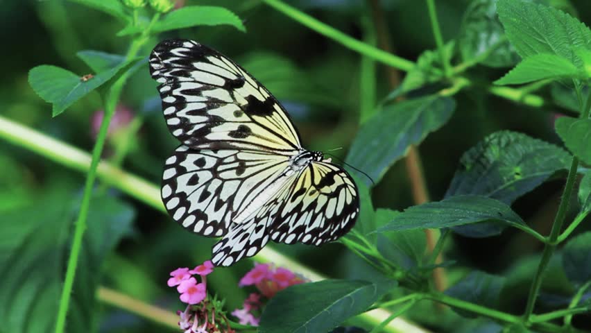 Beautiful Black & White Butterfly Take Off - 50 Frames Per Second Slow Motion