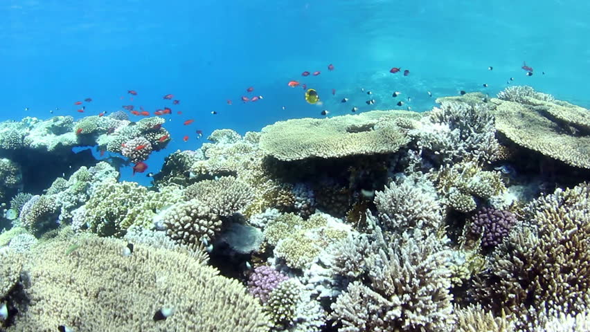 Shallow water coral reef and small fishes in the Red Sea.