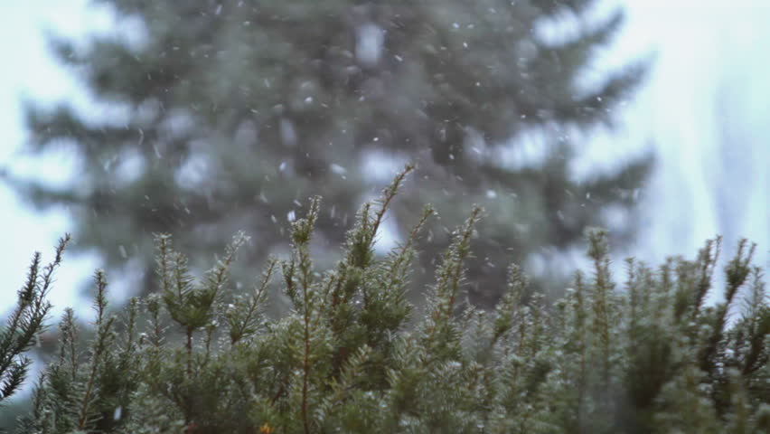 Snowy Evergreen - Rack Focus