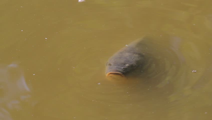 speaking carp on surface of a pond for advertising