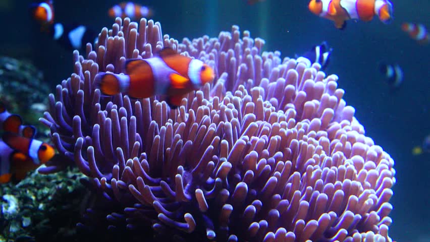 Tropical fish Clownfish