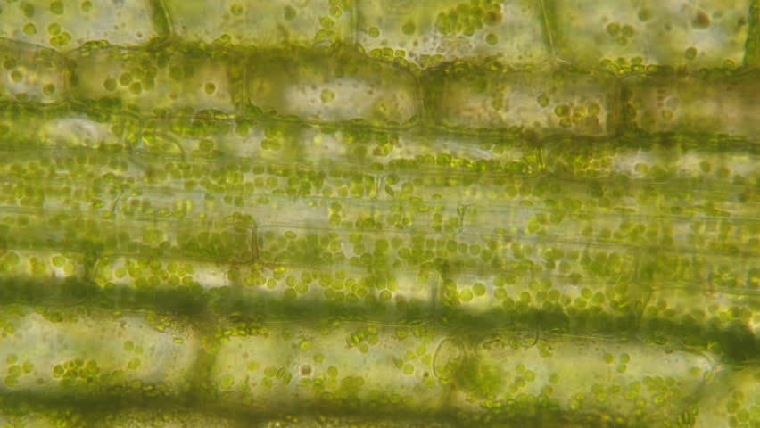 Chloroplasts of Elodea canadensis moving in cells