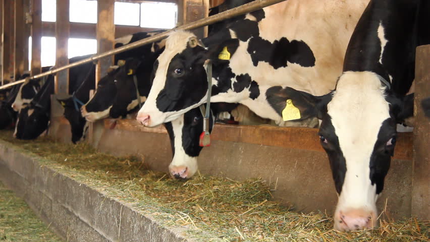 Dairy Farm, Holstein Cows on Farm