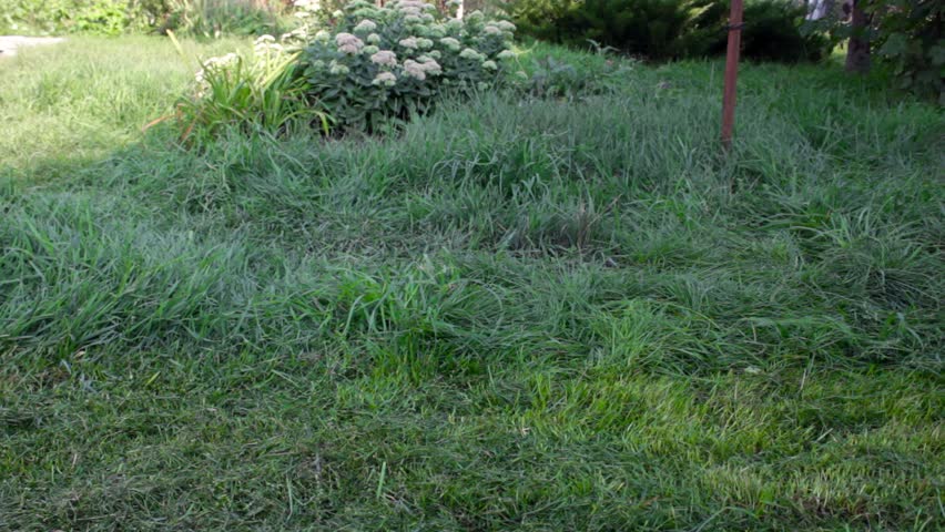 Man with a lawn-mower mowing the grass