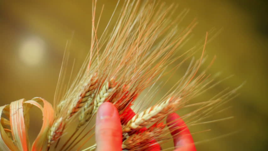 Wheat agricultural grain concept.