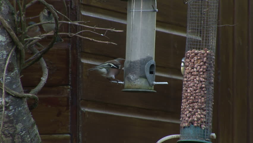 Garden birds on feeder in English garden