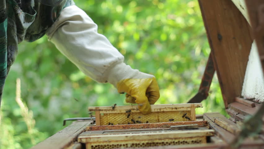 Beekeeper working in his apiary