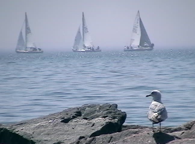 A seagull sits on a rock - Sailboats cross left and right in the background.