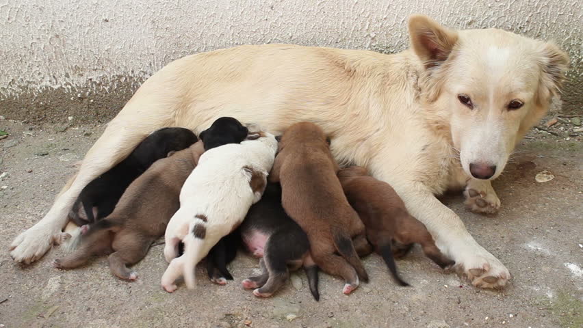 Stray Dog Pups Breast Feeding Stock Footage Video 2205964 