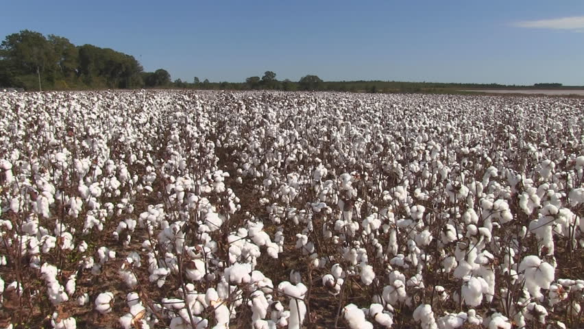Pan across a field of cotton ready to be harvested.
