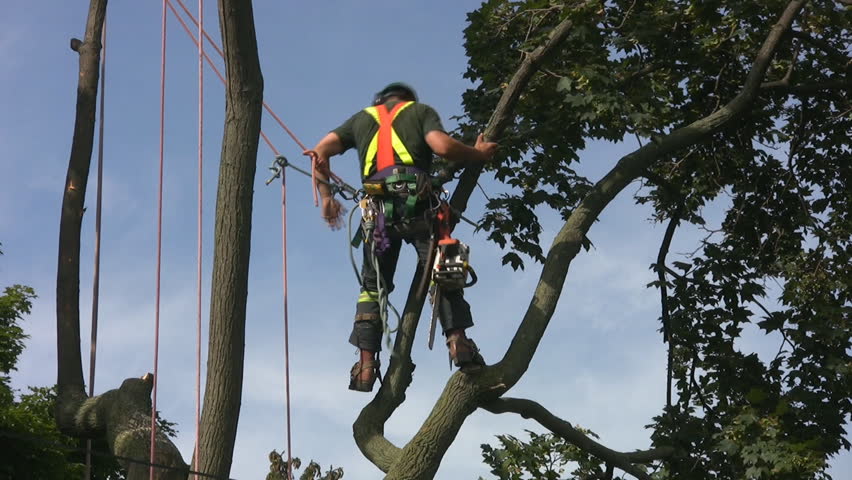 TORONTO - AUGUST 20: An arborist cuts a tree down in East York, August 20, 2008. Property owners have a legal right to remove trees that pose a safety hazard.