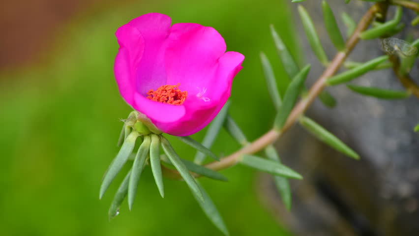 Pink flower blossom time lapse