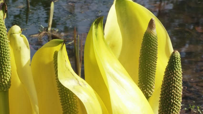 Western Skunk Cabbage  (Lysichiton americanus) extreme close up