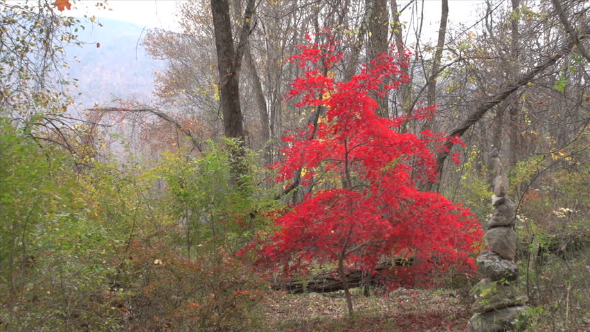 Red Maple Tree during Fall 