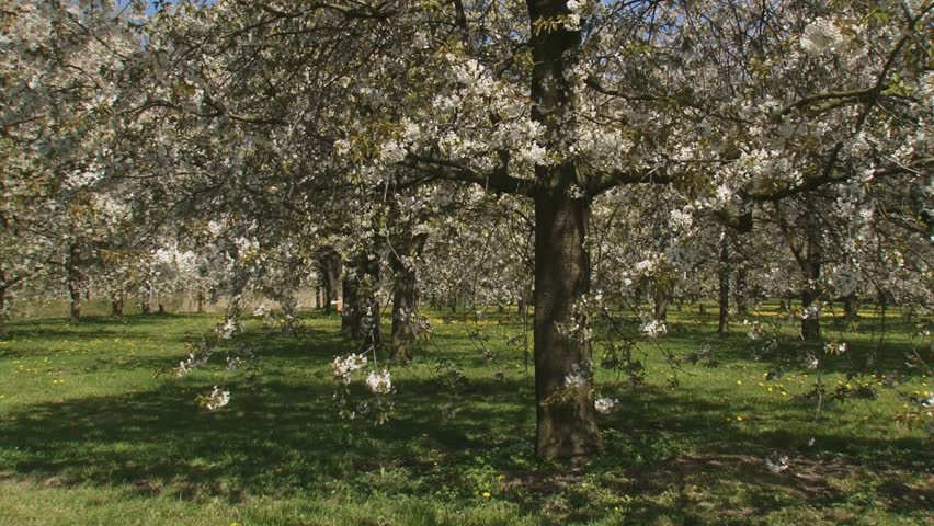 orchard in full bloom - tilt up old fruit tree. The Betuwe in Holland is famous for its fruit production.