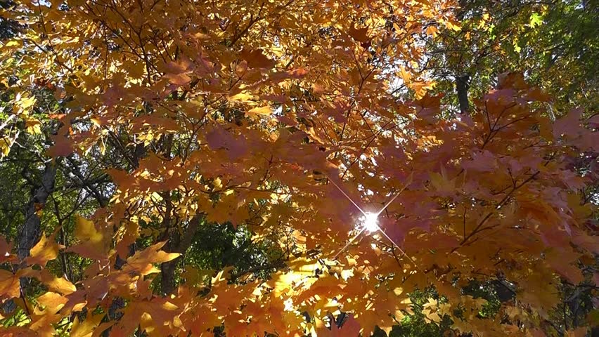 Amid Nature - Golden sunshine plays hide and seek through the equally golden leaves of a sycamore tree in the fall.