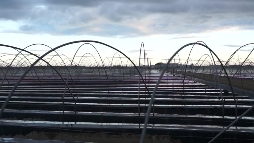 A view of an  greenhouse large tunnel for strawberry furrows Europe's largest strawberry producing region of Palos, Huelva in Andalusia, Spain 
