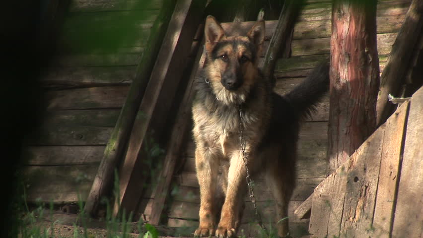 Dog barking at the intruder with camera :)
