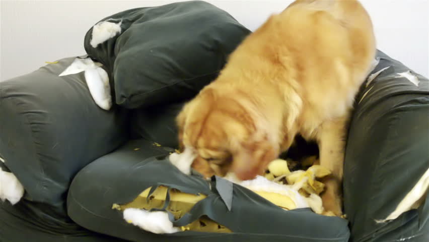 Dog demolishes chair 