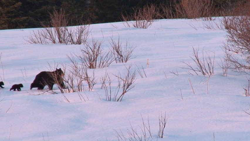 A black bear family (sow and three cubs) on their trek across a snowfield in the late spring evening after leaving the winter's den.
