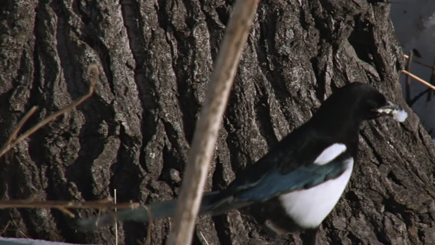 Magpie gets food in snow.
