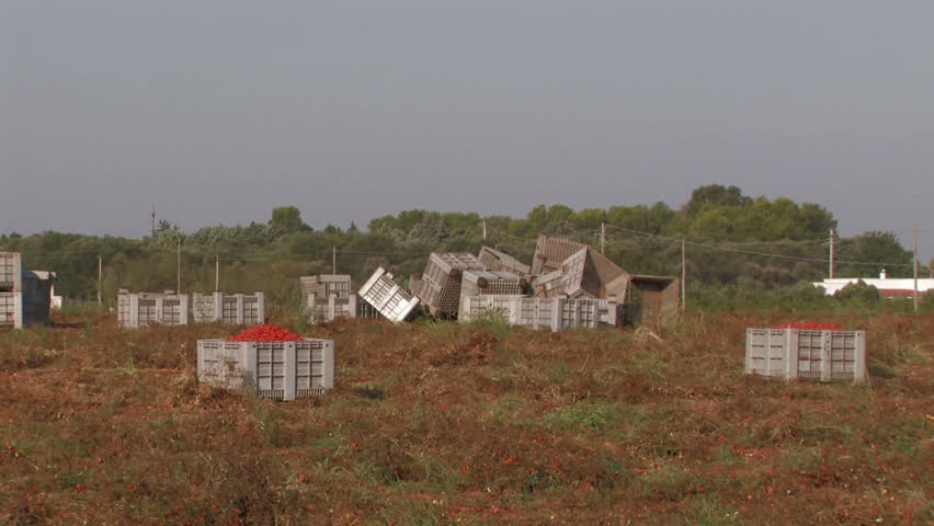 Large crates of fresh picked tomatoes and crates waiting to be filled
