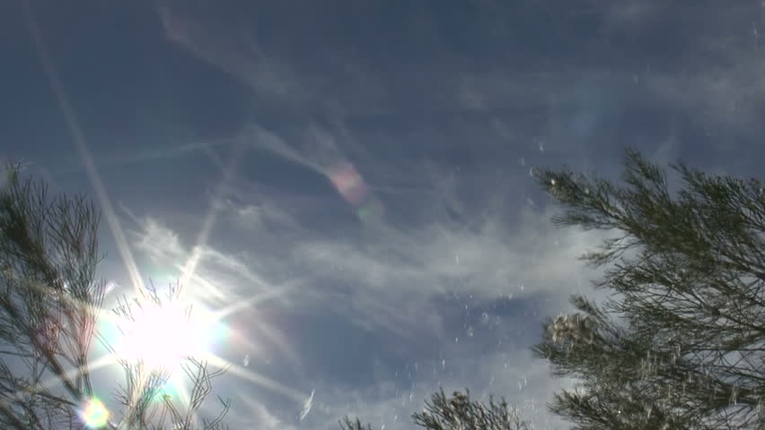 Sun star shines through branches of desert broom plant, while wind shakes free white seed particles that swirl through air, create beautiful scenic. 1080p