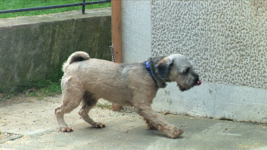 Tibetan terrier trying to break loose! 
