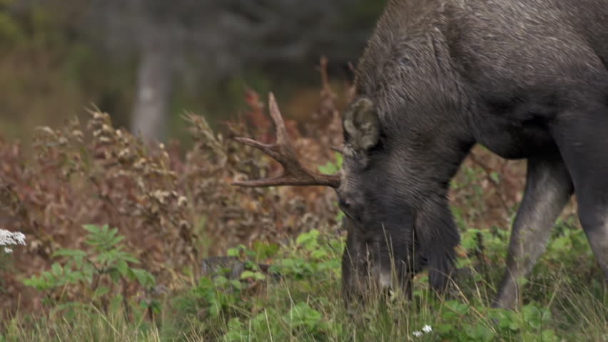 A young bull moose with antlers eats grasses and plants, then looks up into the lens while chewing.