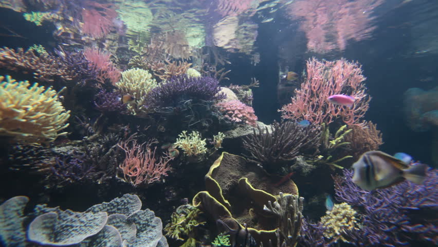 Underwater scene with colorful tropical fishes and corals