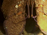 slipper lobster, mediterranean sea