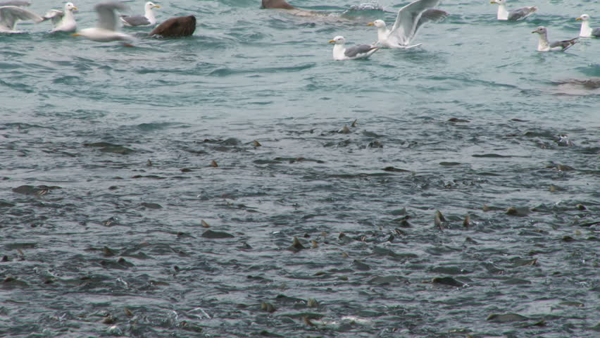 As huge masses of frantic salmon writhe in the crowded water, sea lions and gulls take advantage of the opportunity to feast.
