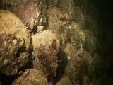 ammunition in ship wreck, umbria, red sea