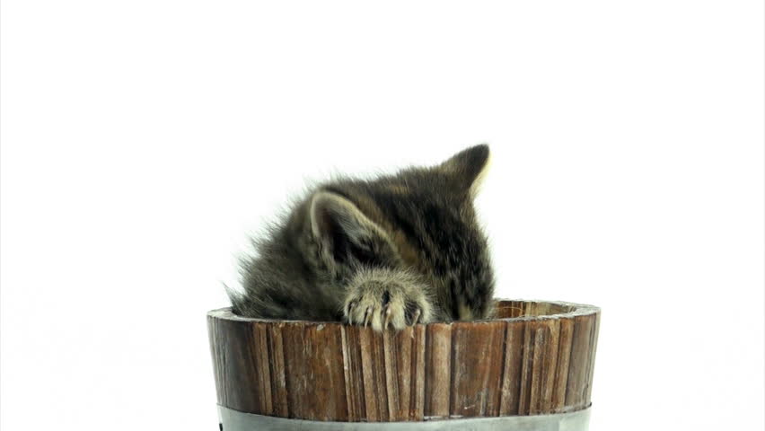 Cute pet baby tabby kittens playing and having fun 