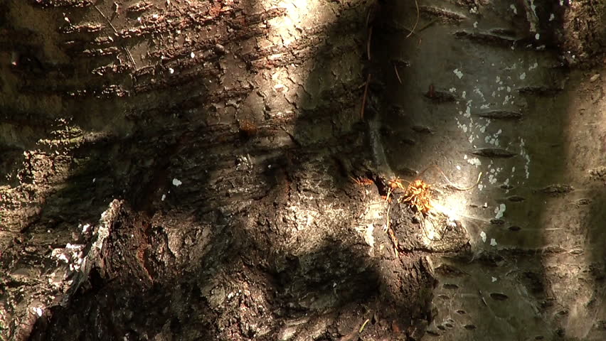 Sun playing on a cherry tree bark

