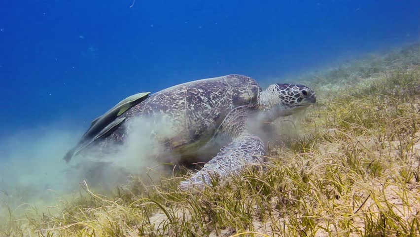 A Green Sea Turtle feeding on sea grass in shallow water