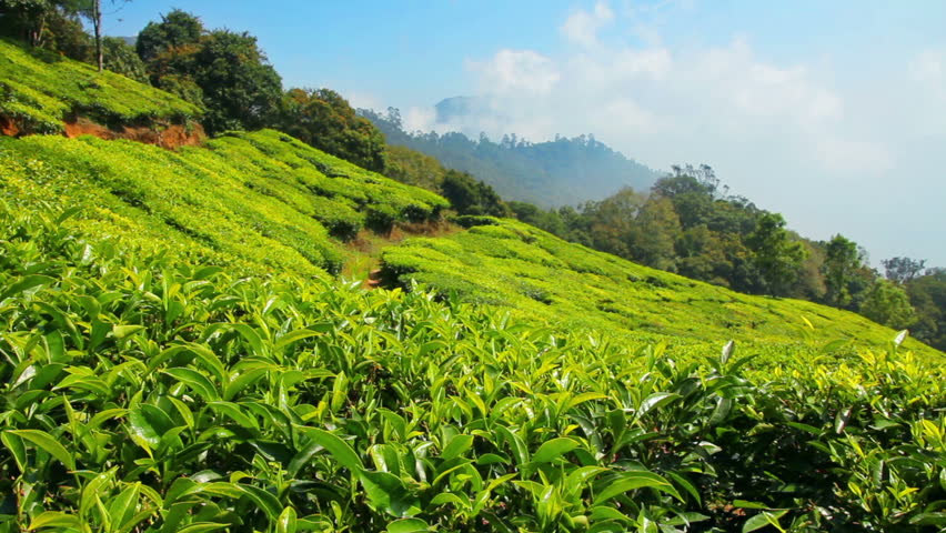 mountain tea plantation in Munnar Kerala India