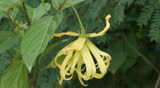Ylang-Ylang flower on tree, for the manufacture of essential oil 